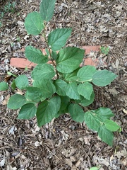 Fothergilla ×intermedia