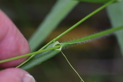 Dichanthelium leibergii