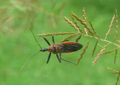 Rhynocoris fuscipes