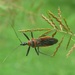 Rhynocoris fuscipes - Photo (c) Subhajit Roy, some rights reserved (CC BY-NC-ND), uploaded by Subhajit Roy