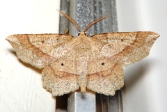 Euchlaena marginaria