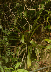 Nidularium innocentii