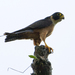 Oriental Hobby - Photo (c) Michael Gillam, some rights reserved (CC BY)