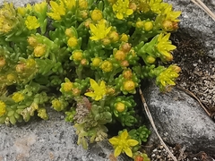 Sedum alpestre