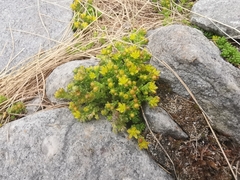 Sedum alpestre