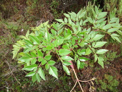 Myrrhidendron donnellsmithii