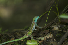 Cnemidophorus gaigei