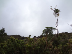 Myrrhidendron donnellsmithii