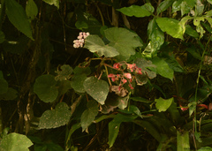 Begonia hammoniae