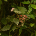 Begonia hammoniae - Photo (c) Liu Idárraga Orozco, some rights reserved (CC BY-NC), uploaded by Liu Idárraga Orozco