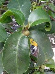 Angiospermae