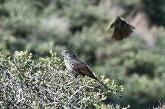 Passerella iliaca stephensi