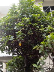 Angiospermae