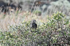 Passerella iliaca stephensi