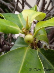 Angiospermae