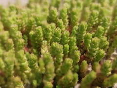 Sedum acre