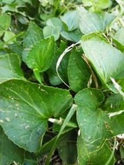 Viola sororia