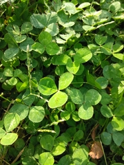 Viola sororia