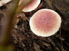 Gymnopilus