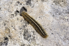 Malacosoma franconicum