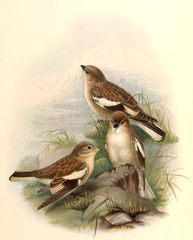 Tibetan Snowfinch photo 2