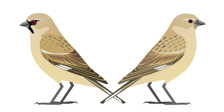 Afghan Snowfinch illustration