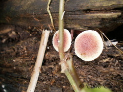 Gymnopilus