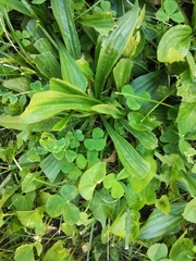 Plantago lanceolata