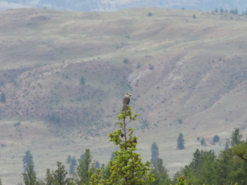 Idaho Jay