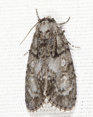 Acronicta retardata
