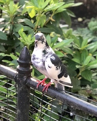 Columba livia domestica