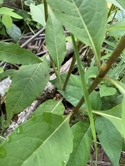 Silphium asteriscus latifolium