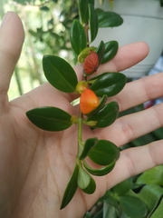 Nematanthus gregarius