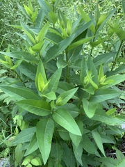 Silphium asteriscus latifolium