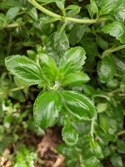 Teucrium chamaedrys