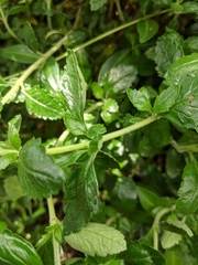 Teucrium chamaedrys