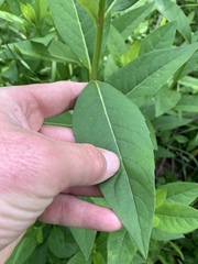 Silphium asteriscus latifolium