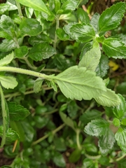 Teucrium chamaedrys