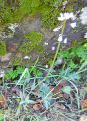 Caulanthus lasiophyllus