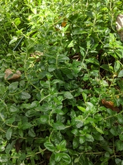 Teucrium chamaedrys
