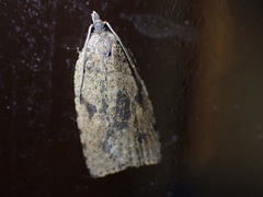 Meritastis polygraphana