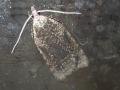 Meritastis polygraphana