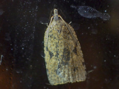 Meritastis polygraphana