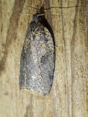 Meritastis polygraphana