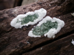 Fungi