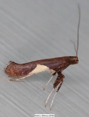 Caloptilia stigmatella