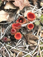 Microstoma protractum