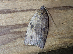 Meritastis polygraphana