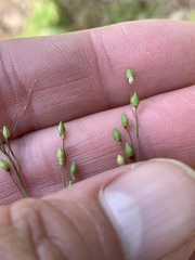 Dichanthelium depauperatum