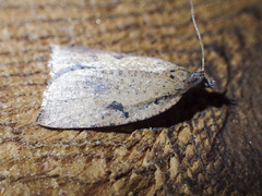 Meritastis polygraphana